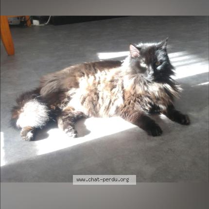 Foto 1/1 MELCHIOR Chat perdido en La teste de buch
