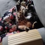 Foto del gato perdido en Toulouse