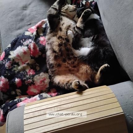 Foto 1/1 JUNIOR diminutif TITI Chat perdido en Toulouse