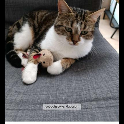 Foto 1/1 Myrtille Chat perdido en Orleans