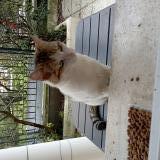 Foto de gato encontrado en Conflans Sainte Honorine