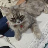 Foto de gato encontrado en Thane