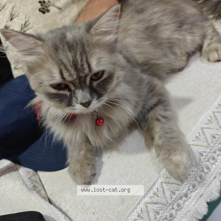 Foto 1/1 Gato encontrado Encontrado en Thane