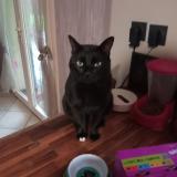 Foto del gato perdido en Saint Priest Bramefant