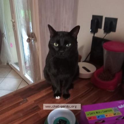 Foto 1/1 Zouzou Chat perdido en Saint priest bramefant