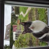 Foto de gato encontrado en Sains En Gohelle