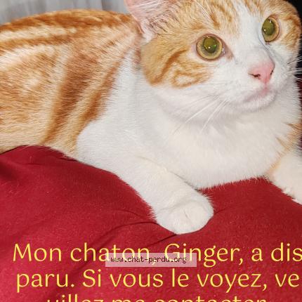 Foto 1/1 Ginger Chat perdido en Drancy