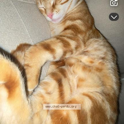 Foto 1/1 cookie Chat perdido en Fronrignan