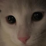 Foto del gato perdido en J5r 2l7