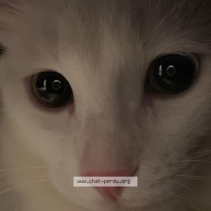 Foto 1/1 Pookie Chat perdido en J5r 2l7