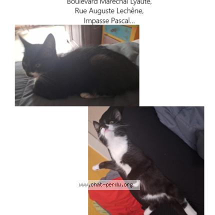 Foto 1/1 Mimi Chat perdido en Caen