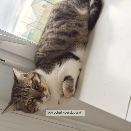 Foto 1/1 Grisouille Chat perdido en La croix en touraine