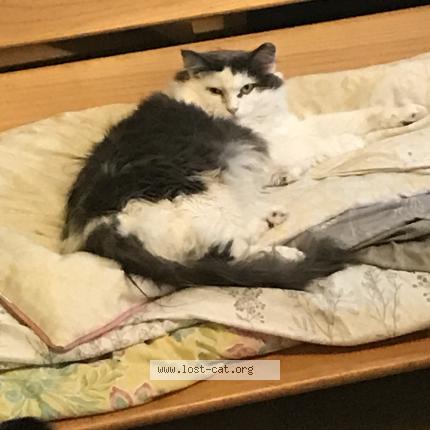 Foto 1/1 Mia Chat perdido en Ooltewah