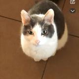 Foto del gato perdido en Combourg