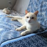 Foto de gato encontrado en Bessenay