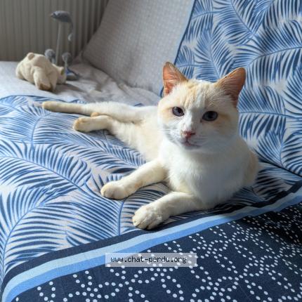 Foto 1/1 Gato encontrado Encontrado en Bessenay