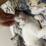 Foto del gato perdido en Vallauris