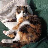 Foto del gato perdido en Bordeaux