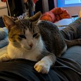 Foto del gato perdido en Tecou