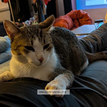 Foto 1/1 Bruce Chat perdido en Tecou