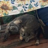 Foto del gato perdido en Cumming