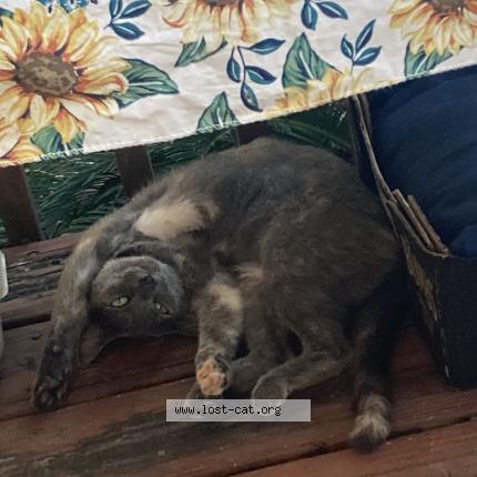 Foto 1/1 Moki Chat perdido en Cumming