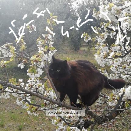 Foto 1/1 Mikado Chat perdido en Mazan