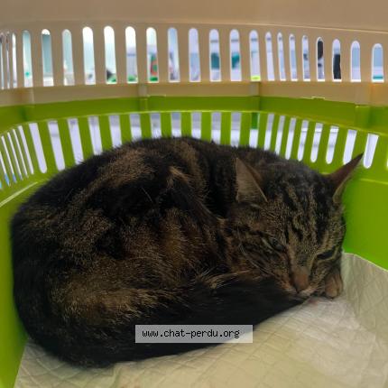 Foto 1/1 Gato encontrado Encontrado en Paris 13