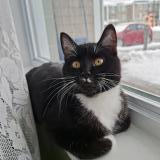 Foto del gato perdido en Levis