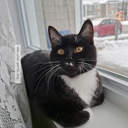 Foto 1/1 Pousse Pousse Chat perdido en Levis