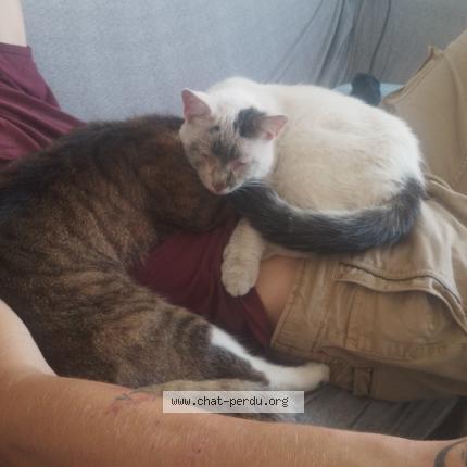 Foto 1/1 Chance Chat perdido en Saint ghislain