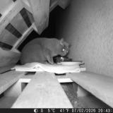 Foto de gato encontrado en La Terrasse