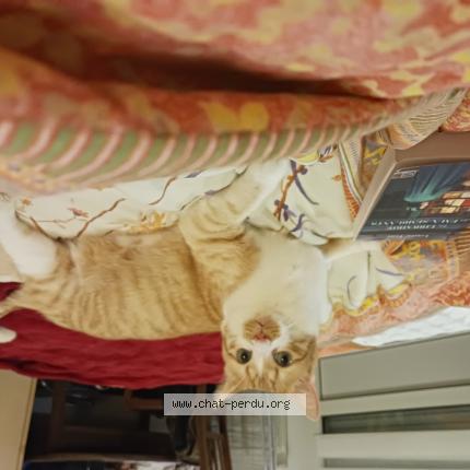 Foto 1/1 TIGROU Chat perdido en Ouistreham