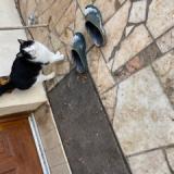 Foto de gato encontrado en Remy