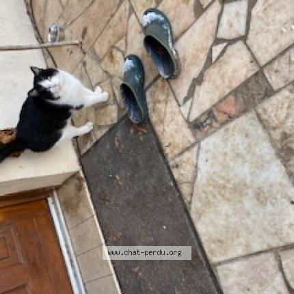 Foto 1/1 Gato encontrado Encontrado en Remy