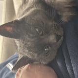 Foto de gato encontrado en Seyssel