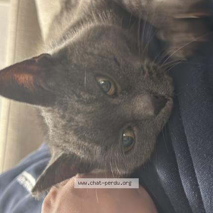 Foto 1/1 Gato encontrado Encontrado en Seyssel