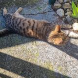 Foto de gato encontrado en Toulouse