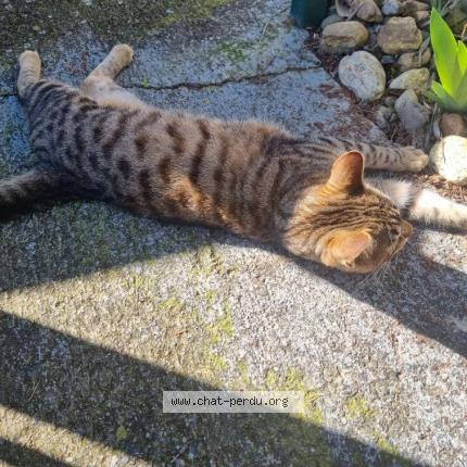 Foto 1/1 Gato encontrado Encontrado en Toulouse
