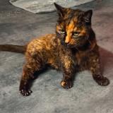 Foto de gato encontrado en Famars