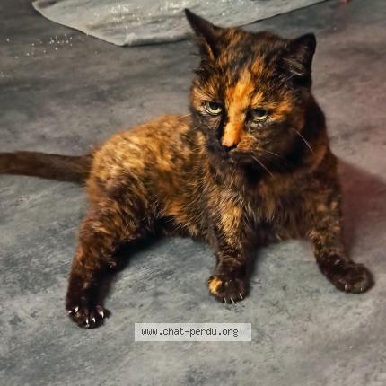 Foto 1/1 Gato encontrado Encontrado en Famars