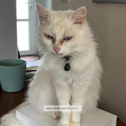 Foto 1/1 Gato encontrado Perdido en Les clouzeaux