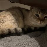 Foto de gato encontrado en Quinsac