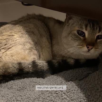 Foto 1/1 Gato encontrado Encontrado en Quinsac