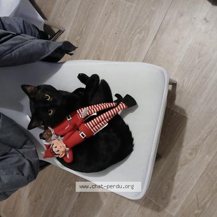 Foto 1/1 Gato encontrado Encontrado en Achicourt