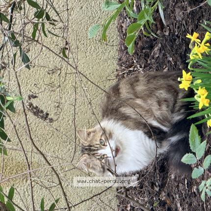 Foto 1/1 Gato encontrado Encontrado en Montlouis sur loire