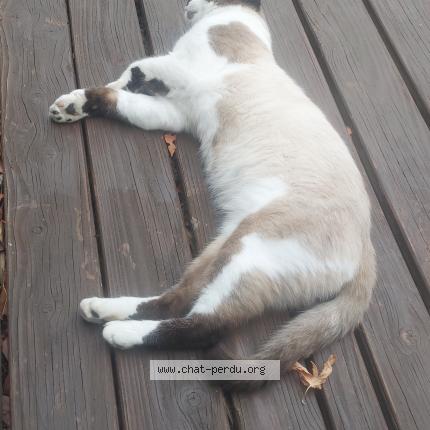 Foto 1/1 Blanco Chat perdido en Cornebarrieu