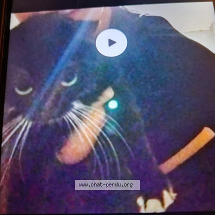 Foto 1/1 Pixie Chat perdido en Salies de bearn