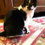 Foto del gato perdido en Chatellerault