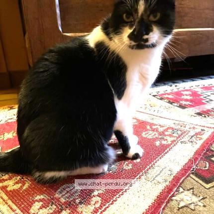 Foto 1/1 Perle Chat perdido en Chatellerault
